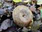 Begöngyöltszélű cölöpgomba (Paxillus involutus), Somogy